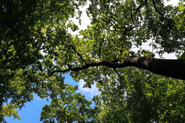 Looking up at a lush forest canopy with sunlight filtering through the leaves on a clear summer day. Nature 4K