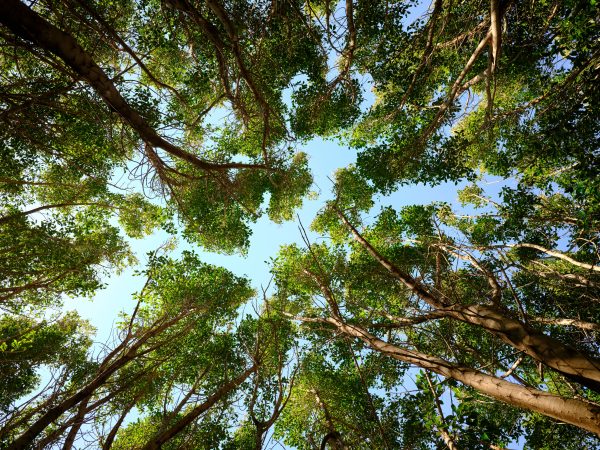 Looking up at a serene forest canopy with sunlight filtering through lush spring foliage. Nature 4K
