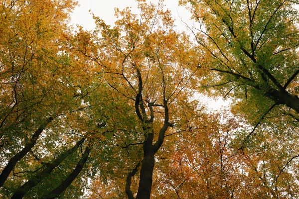 Looking up at colorful autumn trees featuring vivid fall leaves against a bright sky. Nature 4K