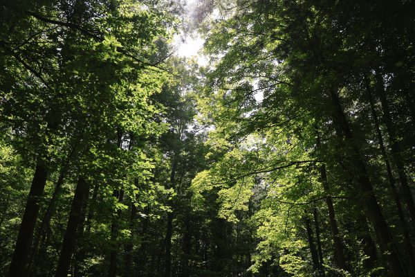 Lush green forest canopy with sunlight filtering through leaves in Ithaca, New York. Nature 4K