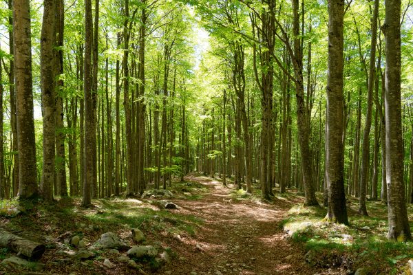 Lush green forest path in Tambre, Veneto, Italy, perfect for nature walks and exploration. Nature 4K