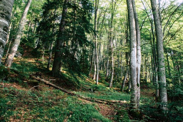 Lush green forest with tall trees and sunlight streaming through the canopy on a sunny day.