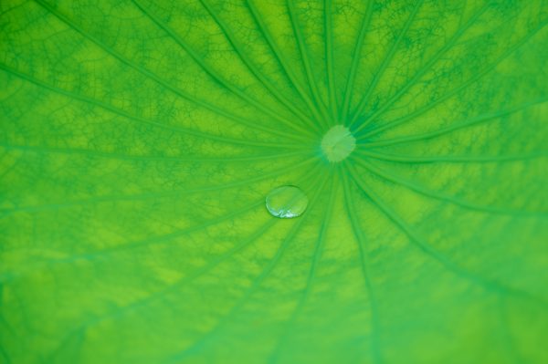 Macro photography of a dewdrop on a green leaf, highlighting texture and vibrant color. Abstrait 4K