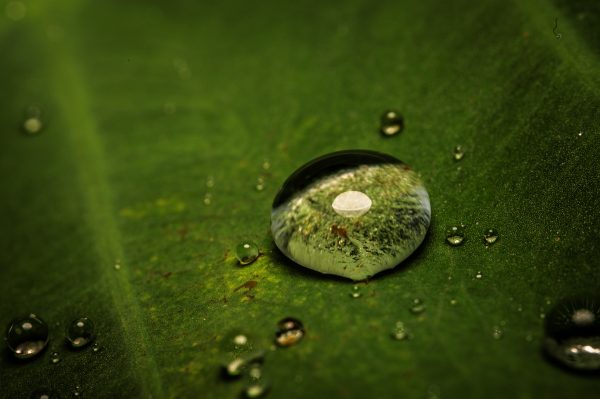 Macro shot capturing a clear dew droplet resting on a lush green leaf surface. Wallpaper 4K