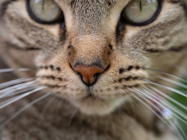 Macro shot of a tabby cat's face, highlighting its nose and whiskers. Nature 4K