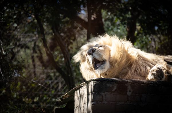 Majestic lion basking on a sunlit stone platform in a serene outdoor setting. Nature 4K