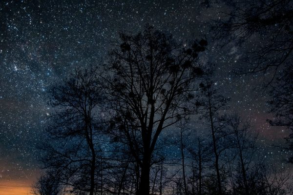 Majestic night sky full of stars behind dark tree silhouette in a rural setting. Espace 4K
