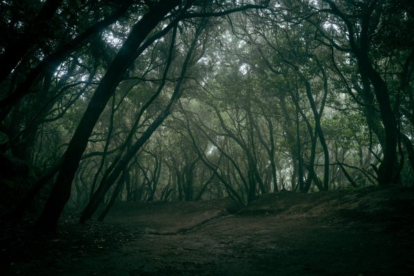 Misty trail through a dense forest creates a mysterious and serene atmosphere. Dark 4K