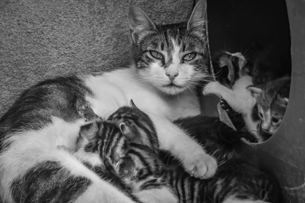 Mother cat with nursing kittens in a classic Istanbul alleyway, black and white photo. Nature 4K