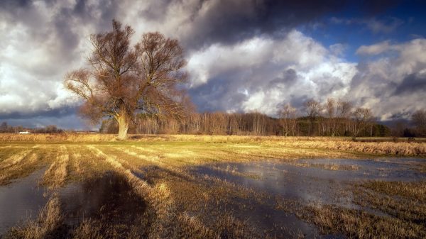 Outdoors, landscape, field Anime 4K