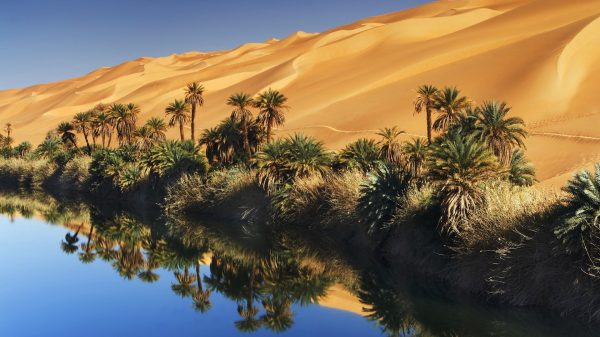 Palm trees, oasis, dunes Geek 4K
