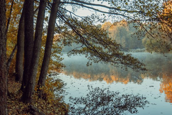 Peaceful autumn scene with trees reflecting in a calm lake. Nature 4K