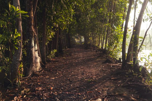 Peaceful forest path surrounded by lush greenery, perfect for a summer stroll. Wallpaper 4K