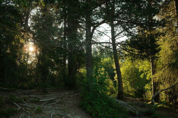 Peaceful forest scene with sunlight filtering through trees in Norway. Nature 4K