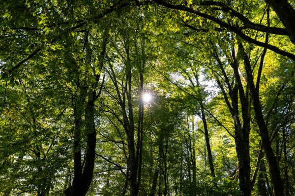 Peaceful forest scene with sunlight streaming through green leafy canopy. Nature 4K