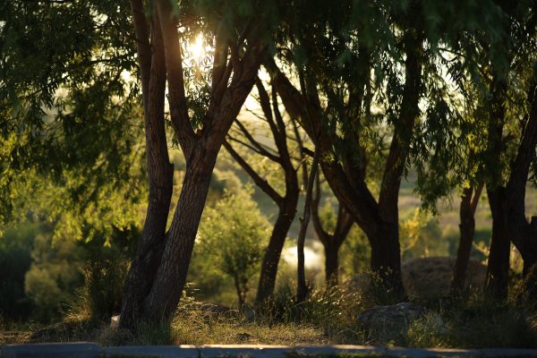 Peaceful forest view with sunlight breaking through the trees, highlighting natural beauty. Nature 4K