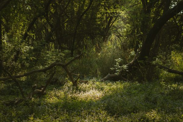 Peaceful green forest clearing with sunlit foliage and serene atmosphere. Nature 4K
