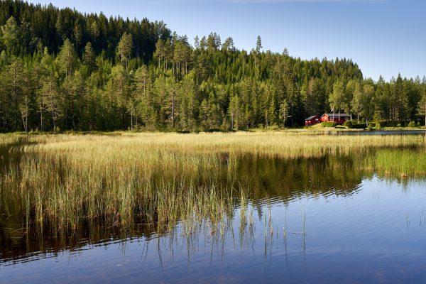 Peaceful scene of a lakeside wooden house surrounded by green conifers and blue sky. Nature 4K