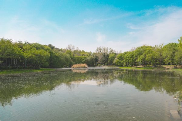 Peaceful summer scene with a calm lake surrounded by vibrant greenery and clear blue sky. Nature 4K