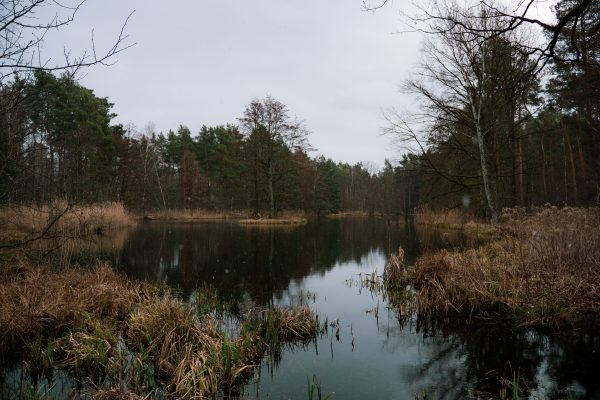 Peaceful winter lake surrounded by forest, offering a serene natural escape. Nature 4K