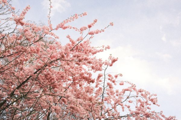 Pink cherry blossoms in full bloom against a clear blue sky, capturing the essence of spring. Anime 4K