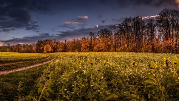 Plants, landscape, trees Anime 4K