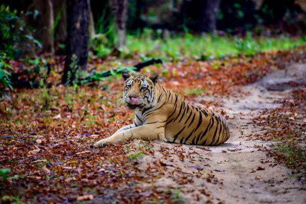 Portrait of a Bengal tiger lying on a path in Kanha National Park, India. Animaux 4K
