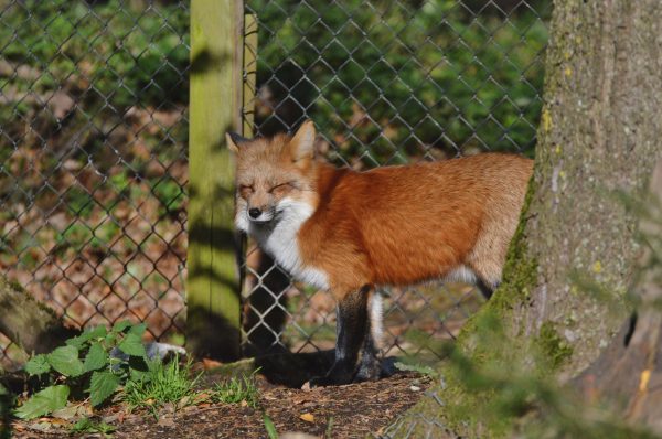 Red fox (Vulpes vulpes) standing near tree in Poing wildlife park, sunny day. Animaux 4K