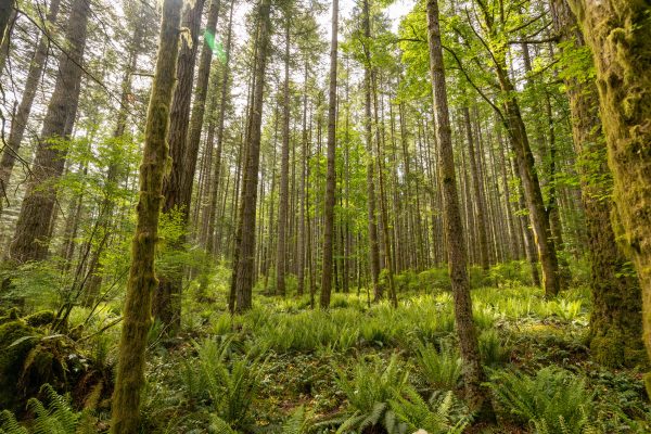 Scenery of lush tall trees growing on grassy ground in peaceful mixed forest in sunny summer morning Nature 4K