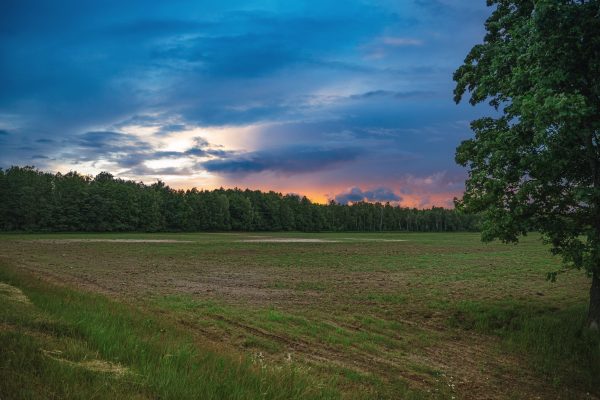 Scenic landscape of a field and forest at sunset in Mogilev Region, Belarus. Nature 4K
