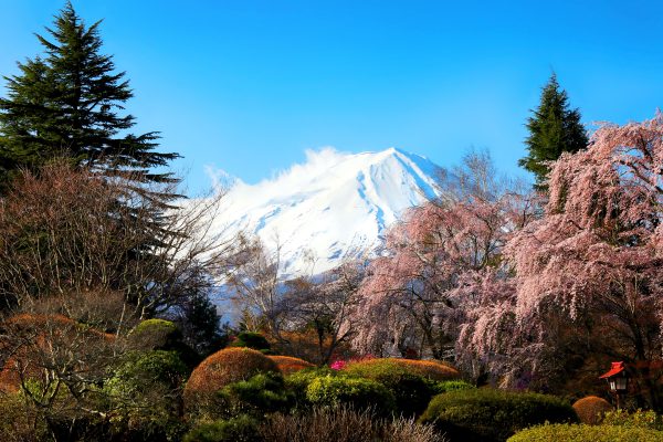 Scenic view of Mount Fuji with cherry blossoms in Fujikawaguchiko, Japan. Anime 4K