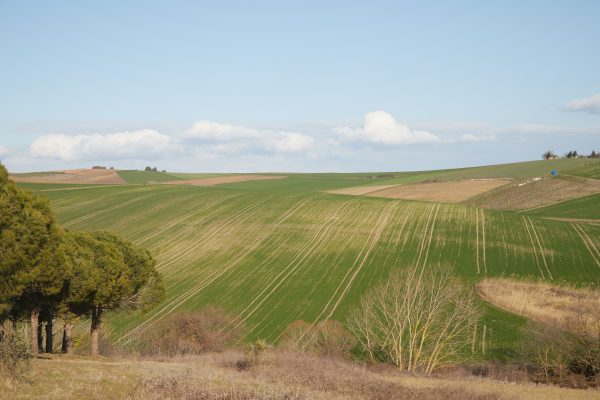 Scenic view of rolling green fields with a clear blue sky, perfect for nature enthusiasts. Nature 4K