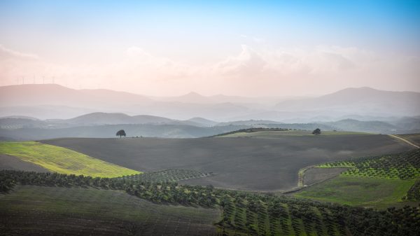 Serene Andalusian countryside landscape with olive trees and misty mountains. Nature 4K