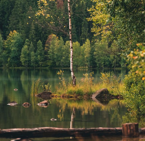 Serene autumn scene of a birch tree reflected in still water amidst a lush forest. Nature 4K