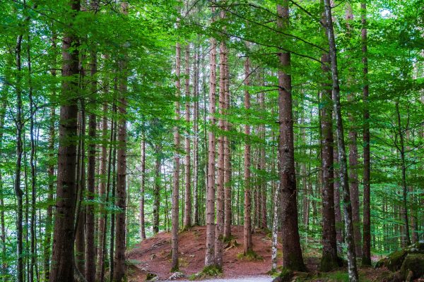 Serene forest scene capturing tall trees and lush greenery on a quiet pathway. Nature 4K
