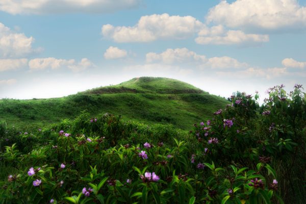 Serene landscape of green hills with vibrant pink flowers under a clear blue sky. Nature 4K