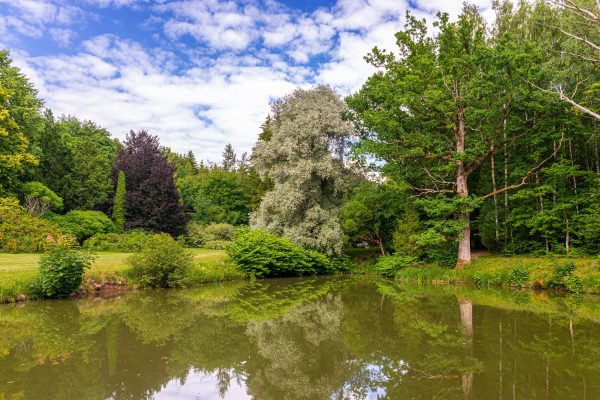 Serene landscape of lush greenery and a calm pond reflecting a blue sky. Nature 4K