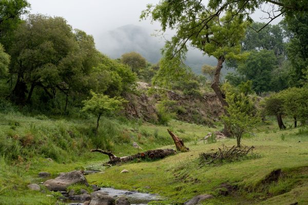 Serene misty landscape of forest and creek in Calmayo, Argentina. Nature 4K