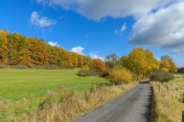 Serene rural road surrounded by colorful autumn foliage and open meadow. Abstrait 4K