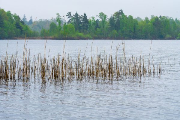 Serene scene of calm lake with dry reeds and lush forest backdrop under cloudy skies. Nature 4K