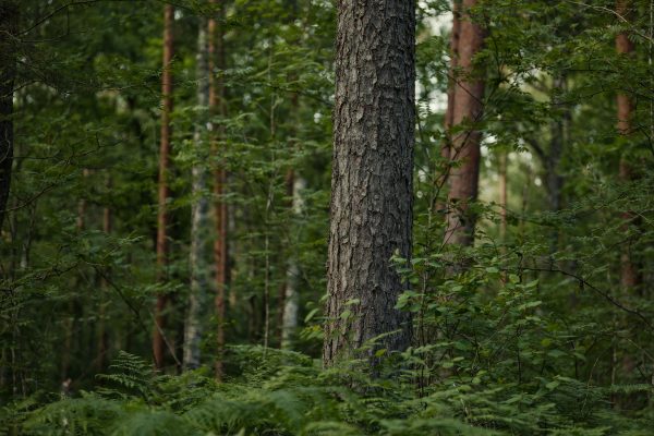Serene view of a dense, green forest with lush foliage during daytime.