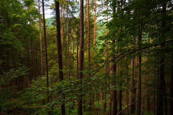 Serene view of a lush forest with towering trees and vibrant green foliage during the day. Nature 4K