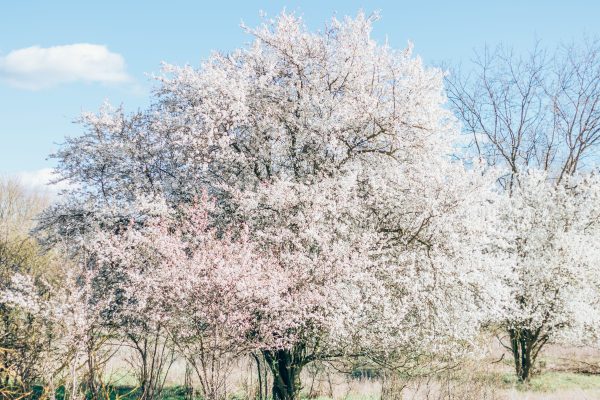 Serene view of cherry blossom trees in full bloom during spring, capturing natural beauty and tranquility. Anime 4K