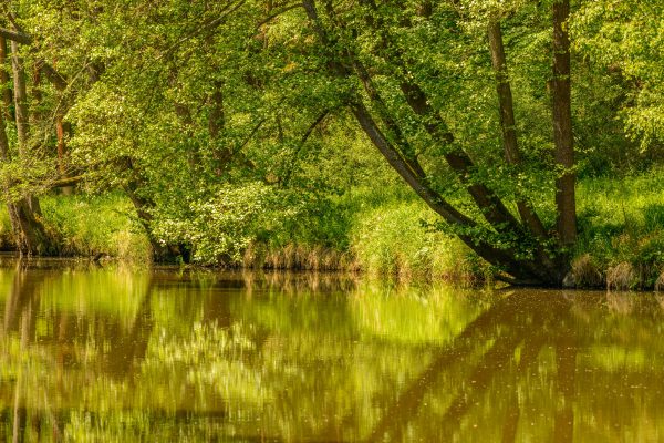 Serene woodland landscape with lush trees reflected in a calm pond. Nature 4K