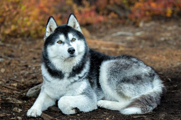 Siberian Husky lying on the ground during fall, surrounded by autumn foliage. Animaux 4K