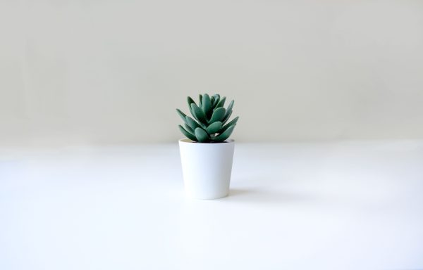 Simple and elegant close-up of a succulent plant in a sleek white pot on a neutral background. Minimaliste 4K