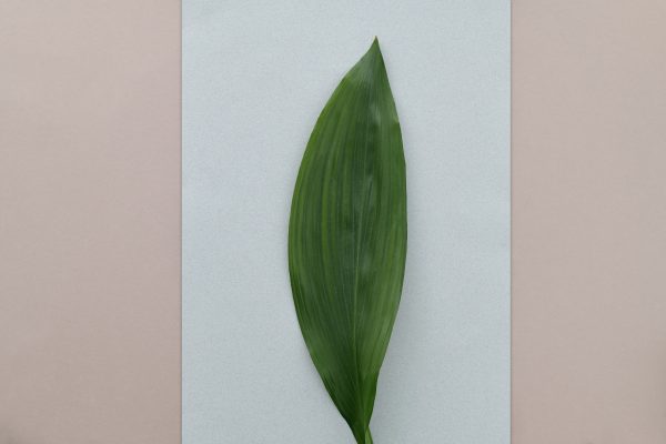 Simple and elegant flat lay of a green leaf on a minimalist two-tone surface. Minimaliste 4K