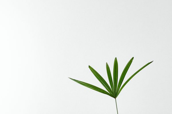 Simple and elegant minimalist photograph of a single green plant leaf against a white background. Minimaliste 4K