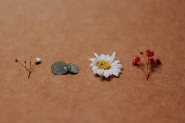 Simple floral arrangement with a daisy and foliage on a brown backdrop. Minimaliste 4K