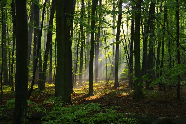 Spectacular view of soundless forest with overgrown tree trunks illuminated by sunbeams at sunrise Nature 4K